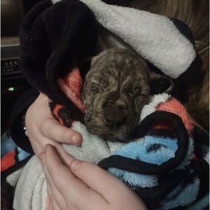 Meet your Posher, Alice